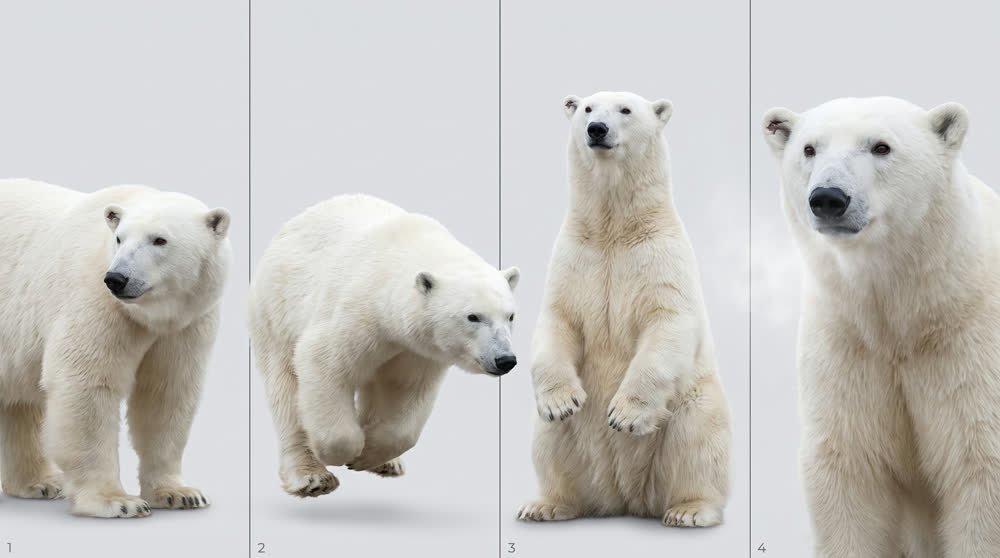 Polar bear character sheet with identifying notch-scarred left ear