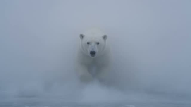 A polar bear emerging from the fog